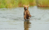 Amelia is crossing the river looking for salmons