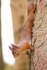 Red Squirrel