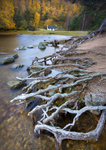 Lochan Roots