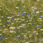 Cereal field with wild flowers, Colfiorito, Umbria, Italy
