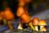 Sulphur Tuft Fungi - DSC_1857