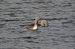 Red-throated Divers
