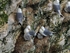 Kittiwakes