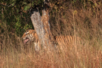 Male Bengal Tiger flehmen response, Panna, Madhyra Pradesh, India