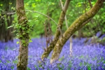 Bluebell Colour