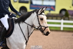 Cls 5 Foxhunter & 1.10m Open portfolio