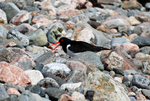 Oystercatcher