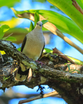 White-tipped Dove, Osa Peninsula, Costa Rica