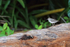Spotted Sandpiper, Colon Island, Panama
