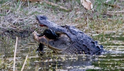 Aligators _0045