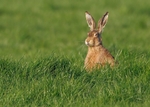 Brown Hare