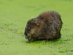 Muskrat feeding, Cranberry Marsh, Valemount, Canada