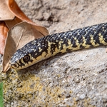 Green whip snake (Hierophis viridiflavus) 