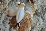 Gannets