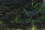 Black Francolin portfolio