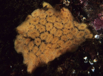 Botryllus schlosseri