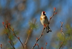 Goldfinch