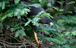 Great black hawk