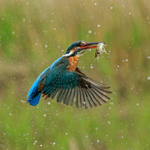 Kingfisher (female) takes off with fish, Scotland
