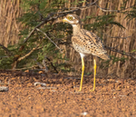 Spotted Thick Knee
