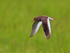 Redhank calling in flight over Greenaways at Otmoor