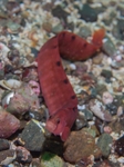 Pholis gunnellus