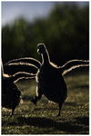 Gosling on the Run