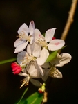 Close Up Of Crab Apple  Blossom In My Garden