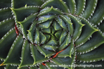 NZ005: Aloe vera