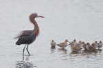 Reddish Egret & Willets