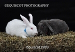 equiscot1989