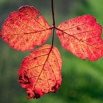 Bramble (blackberry) Rubus fruticosa leaves in autumn. 