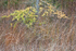AUTUMN TAMARACK - BRUCE COUNTY