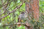 Siberian Jay