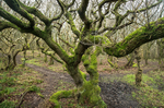 Cruggleton Woods