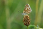 Common Blue