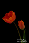 070420 -0058a