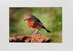 42 Robin