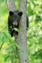 Black Bear cub in tree, Minnesota, USA