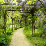 Wisteria Walk