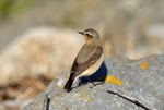 Northern Wheatear