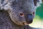 Koala Bear 10
