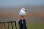 Black-headed Gull