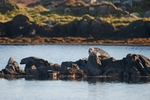 Common Seal