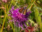 Lulworth Skipper