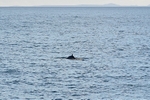 Minke Whale