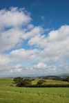ACP_2445-1
