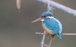 Common Kingfisher