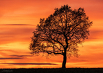 Sunset Tree