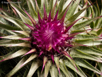 Musk Thistle (01)